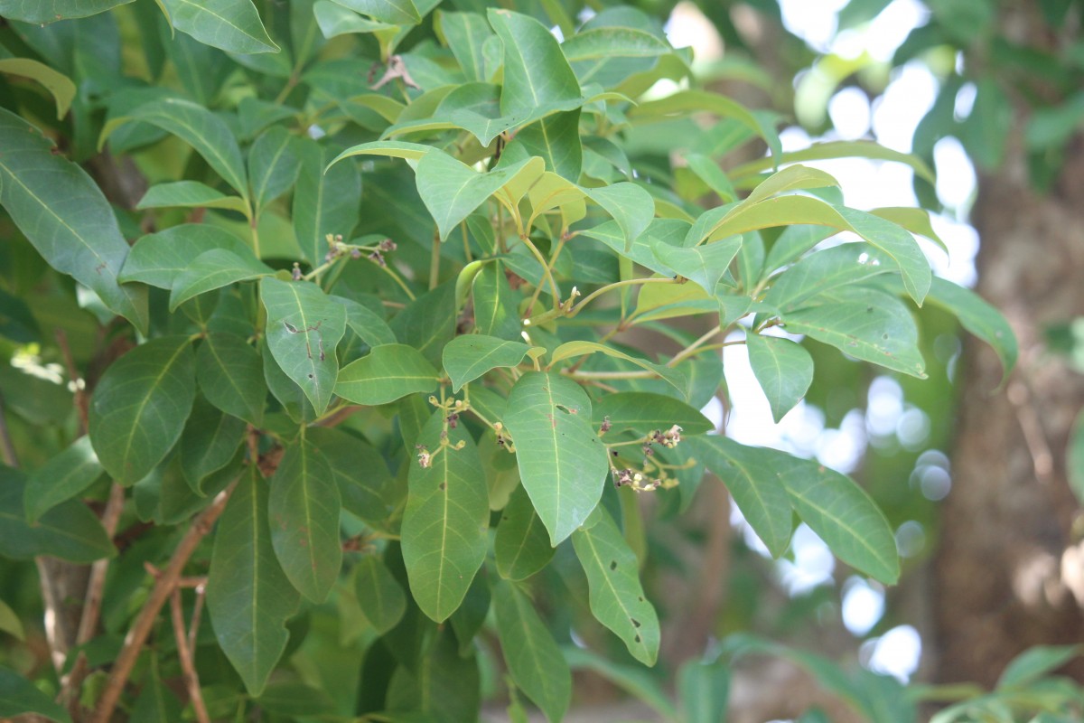 Vitex leucoxylon L.f.